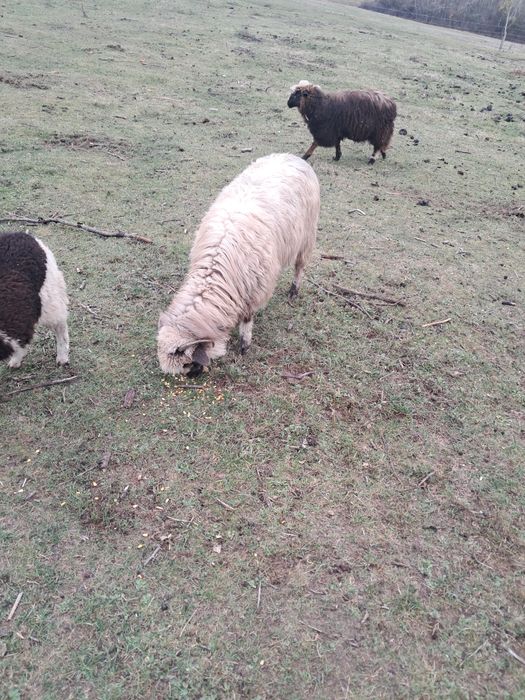 Oii țurcane 18 bucati