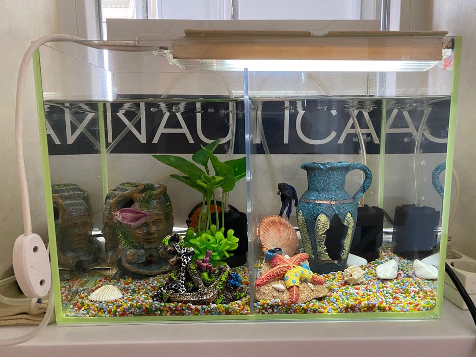 Acvariu dimensiune mica