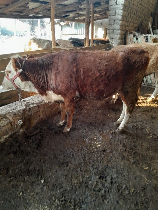 Парода гуножинлар сотилади