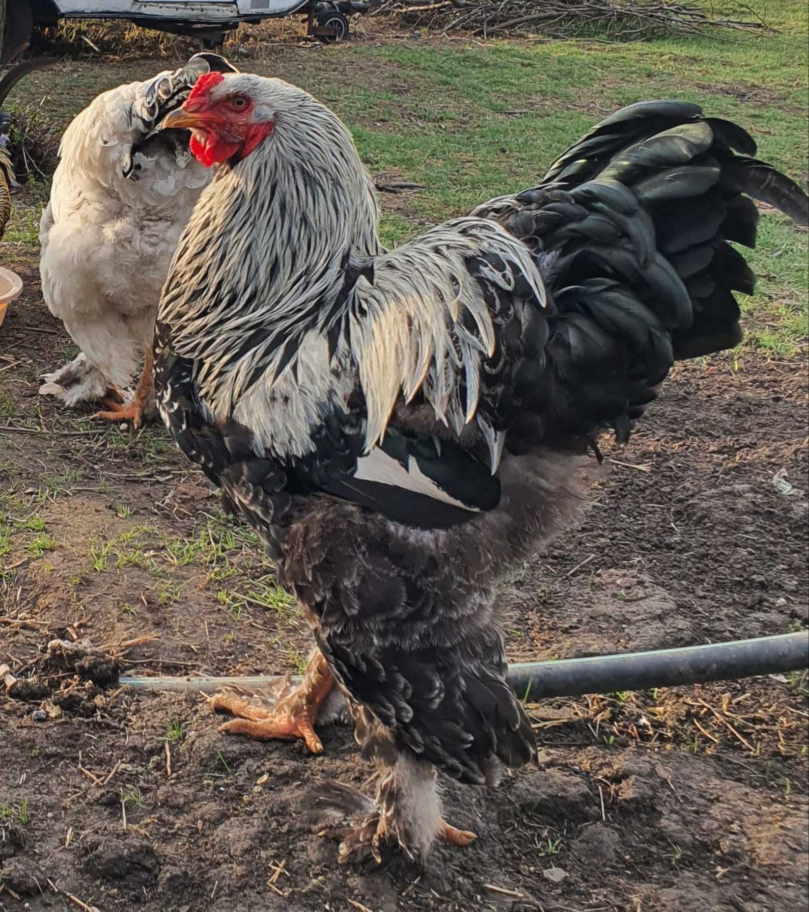 Gaini brahma potirnichiu si herminat