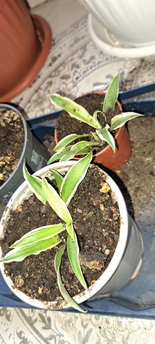 Chlorophytum / Растението Паяк