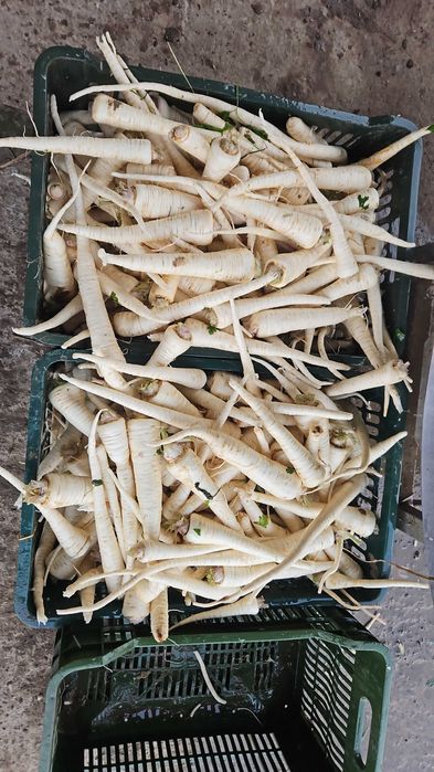 Morcovi Pătrunjel  pastranac