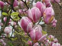 Magnolia roz (Magnolia soulangeana)