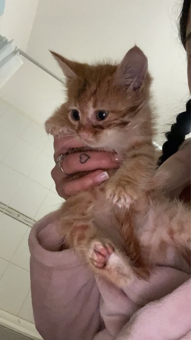 Подарявам бебе коте