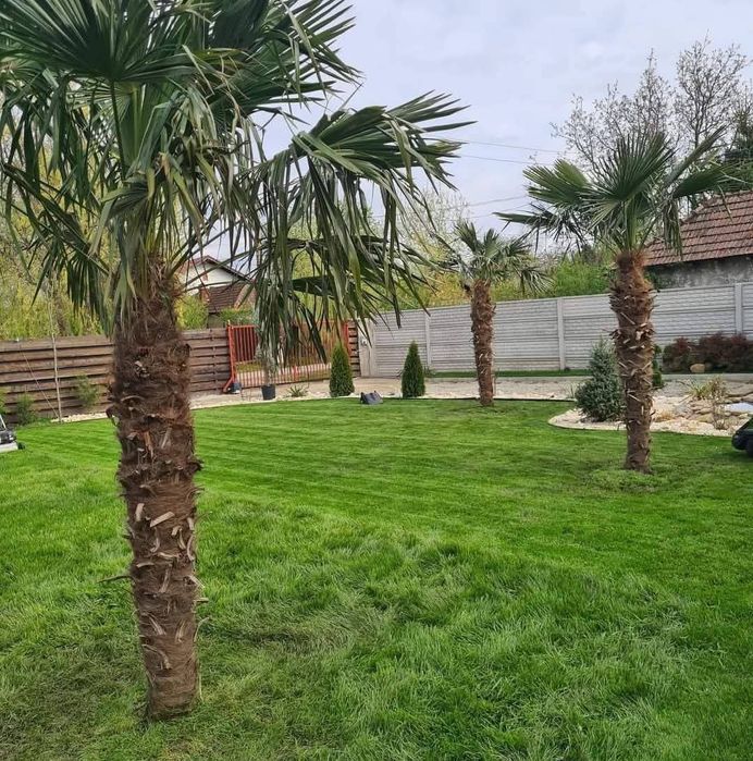 Palmieri trachycarpus Fortunei palmieri morisca