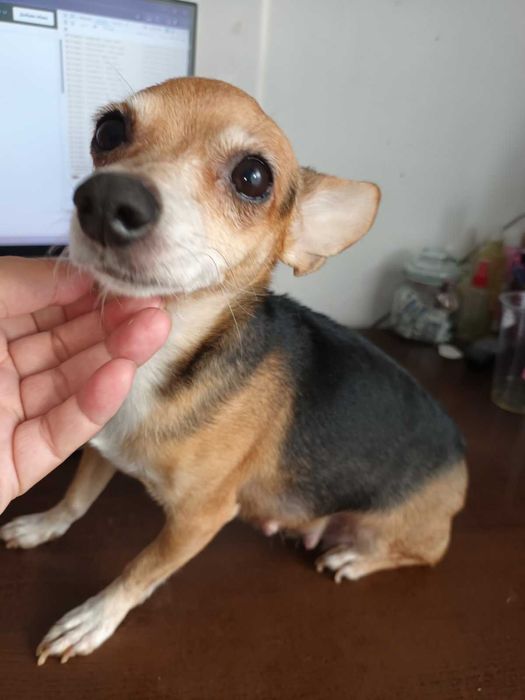 кученца кръстоска мини пинчер/чихуахуа