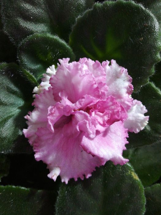 Комнатные цветы фиалки