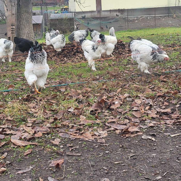 Cocoși Brahma herminat deschis