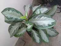 Plante deco Aglaonema Silver Palmier colorat Limba soacrei Dracaena