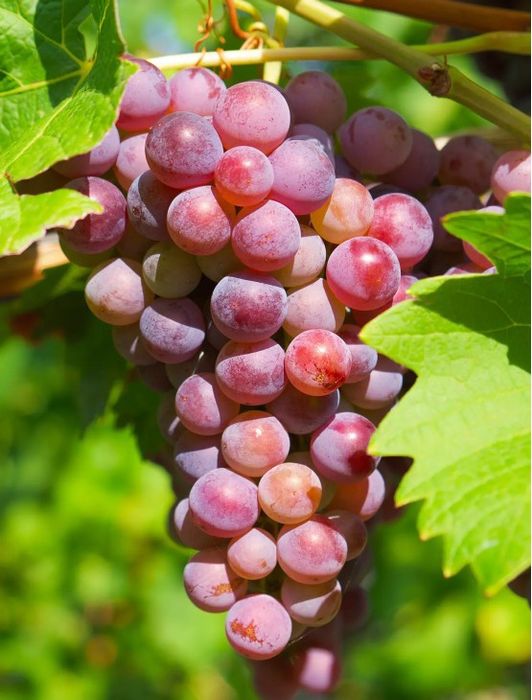 Vita de Vie Soiuri De Masa roze