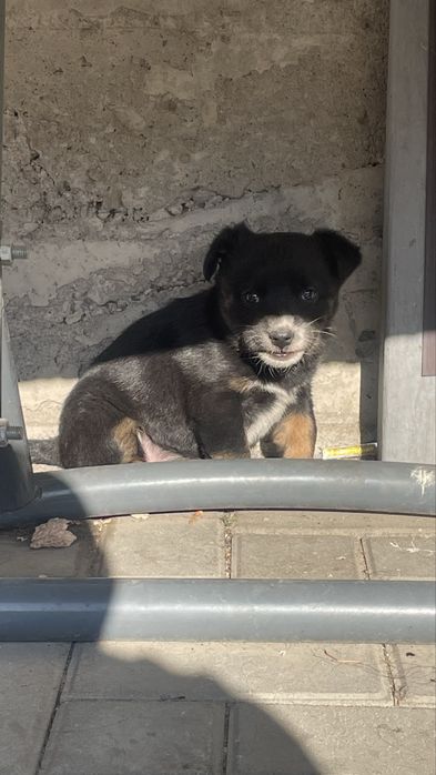 отдам щенка бесплатно