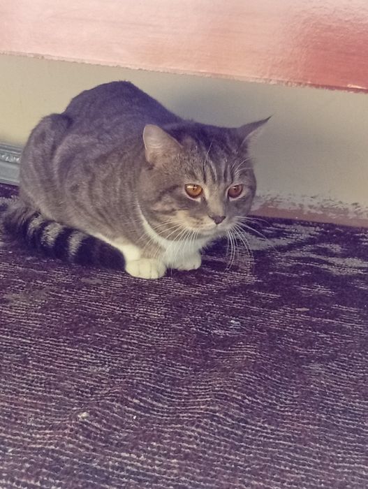 Asal mushukchamiz aqilli latokgaqiladi axlatini emlangan