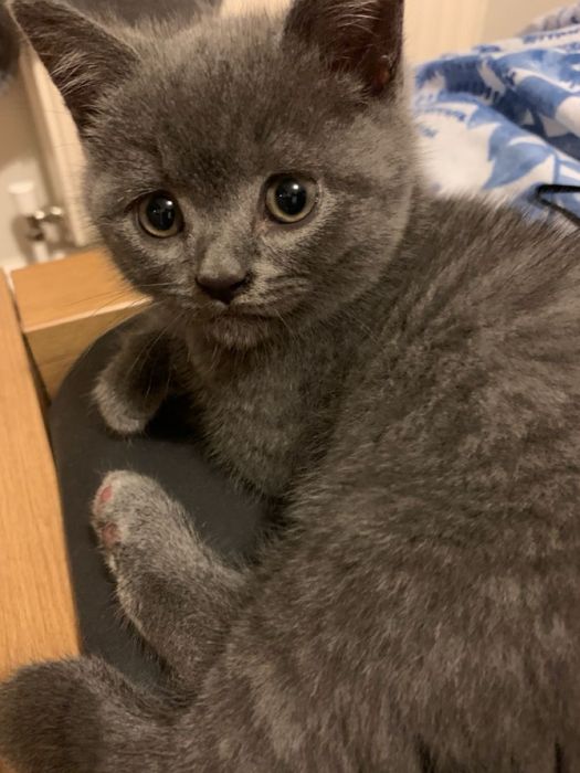 Кошка Скоттиш Страйт британский
