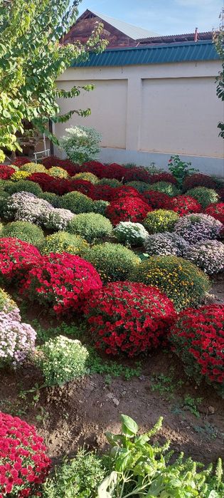 Globus gullar Qibray tumanida