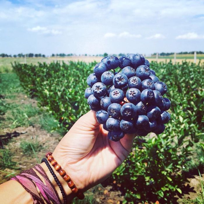 Fructe de aronia