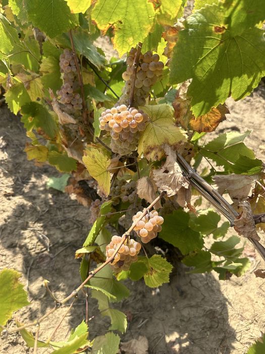 Struguri pentru vin productie 2025 din podgoriile Vrancei!