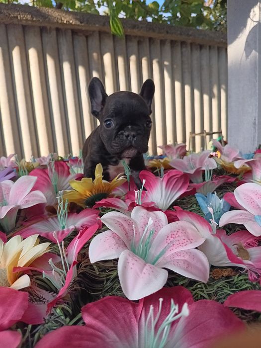 Френски булдог french bulldog