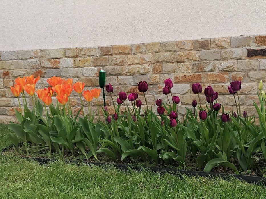 Лалета луковици различни цветове