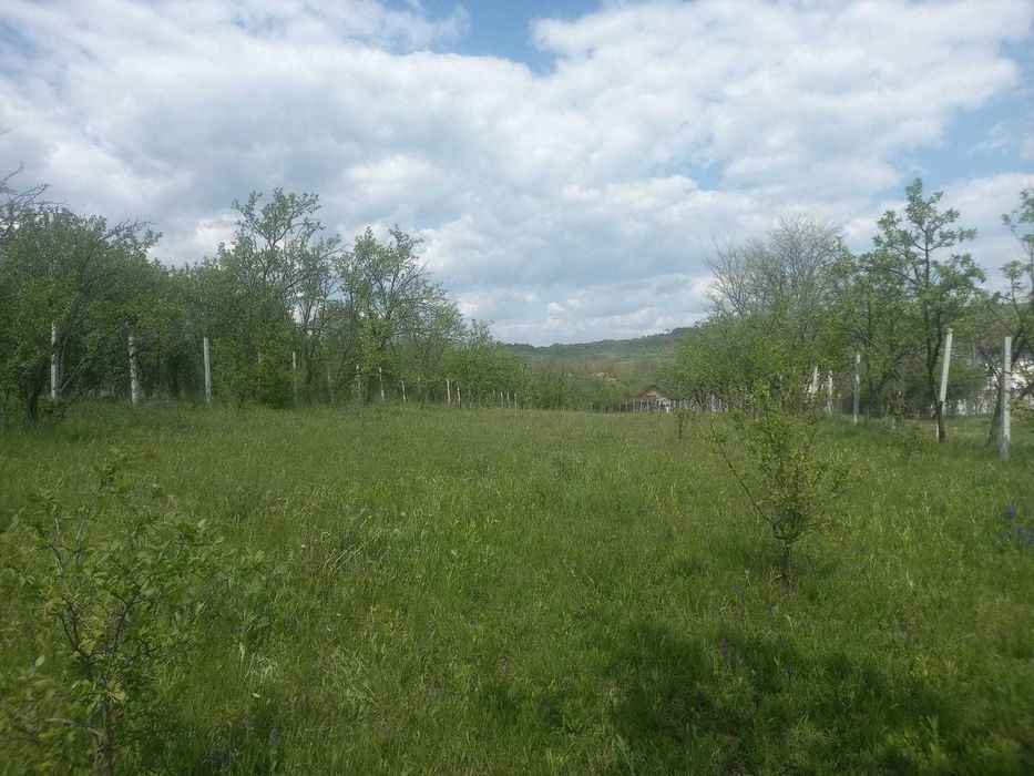 Teren intravilan 1700 mp - Drajna de Jos, Poiana Mierlei – 15€/mp, neg