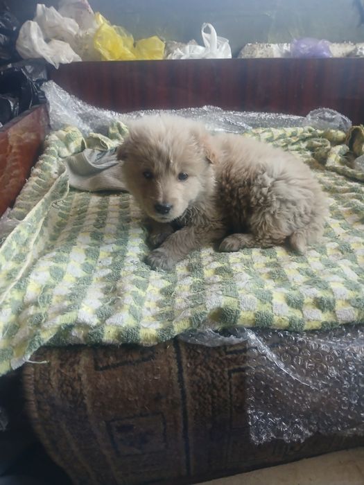 Щенок мальчик ищет дом