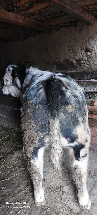 Vând tăuraș-rasă de carne!
