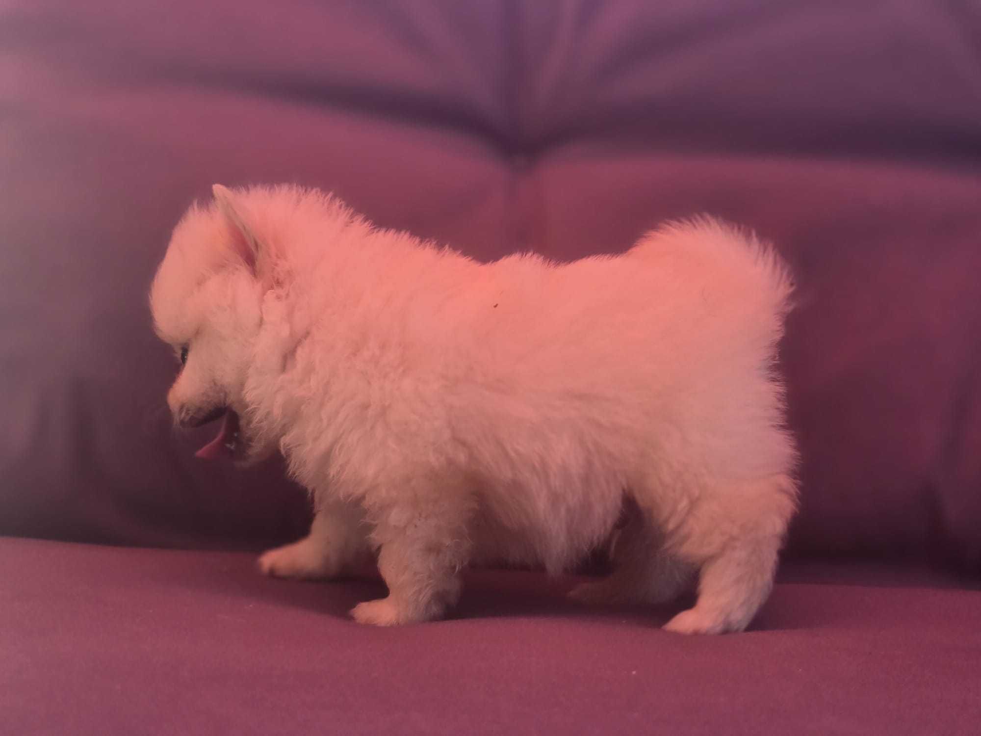 Pui Pomeranian toy alb