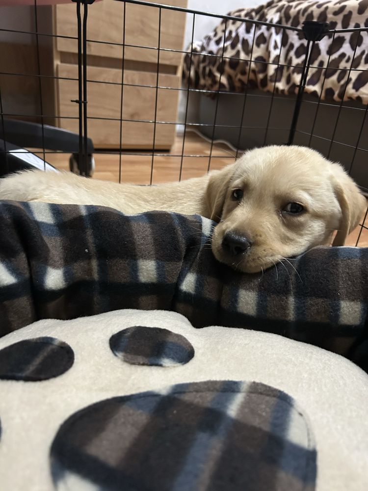 pui de labrador retriver