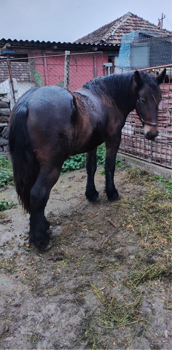 Vând o mânză ardeneza