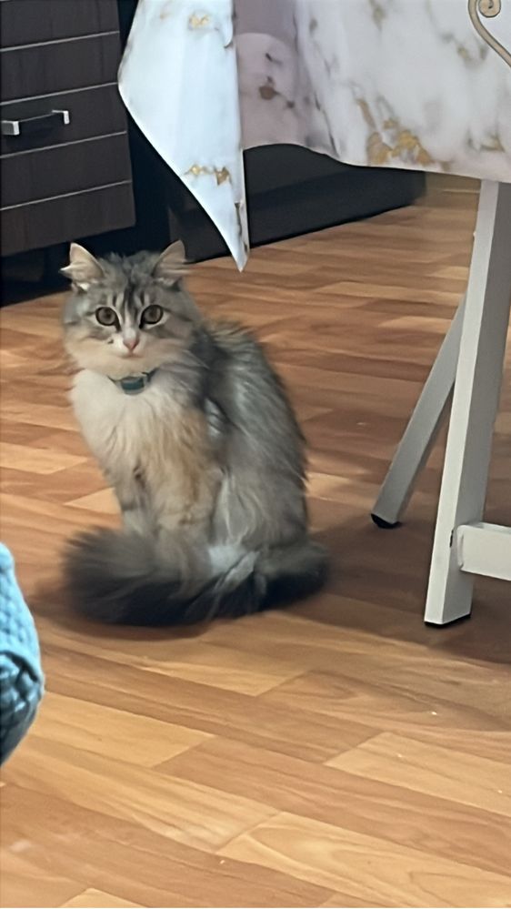 Отдам даром кошку с котенком