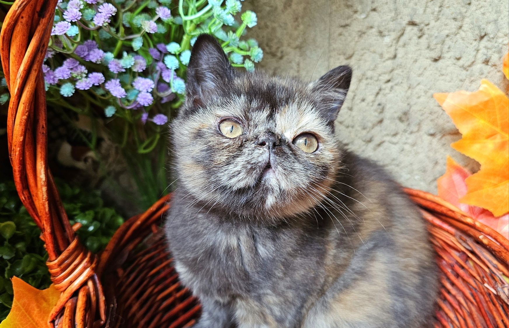 Персийско екзотично котенце