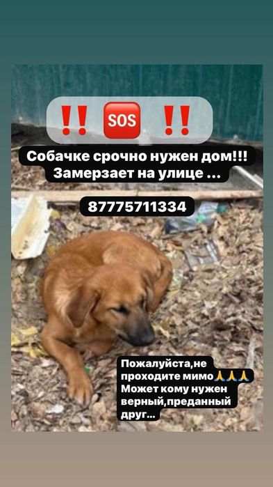 Пёсик нуждается в доме