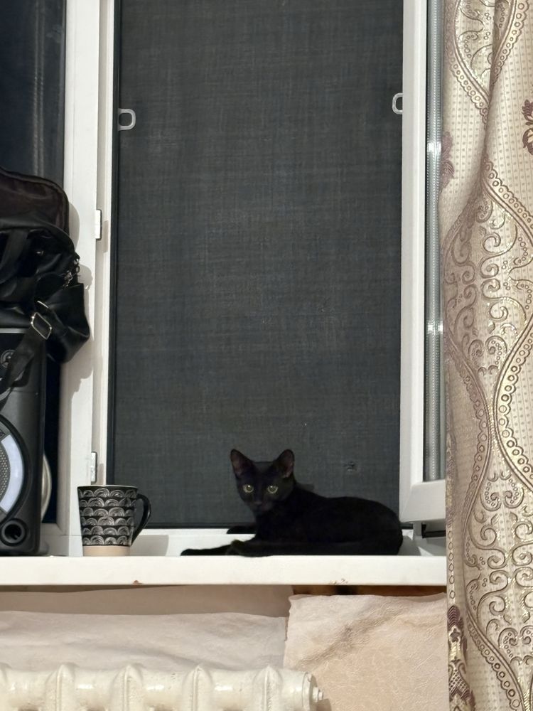 продам двух котов