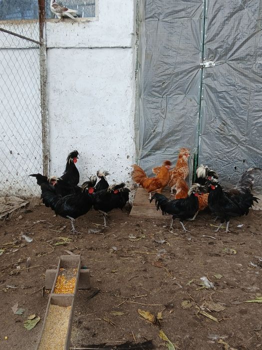 Cocoși motate olandeza