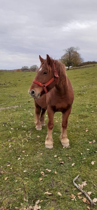 Vând iapă de 6 ani, gestantă