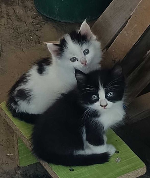Отдам в хорошие руки котенка