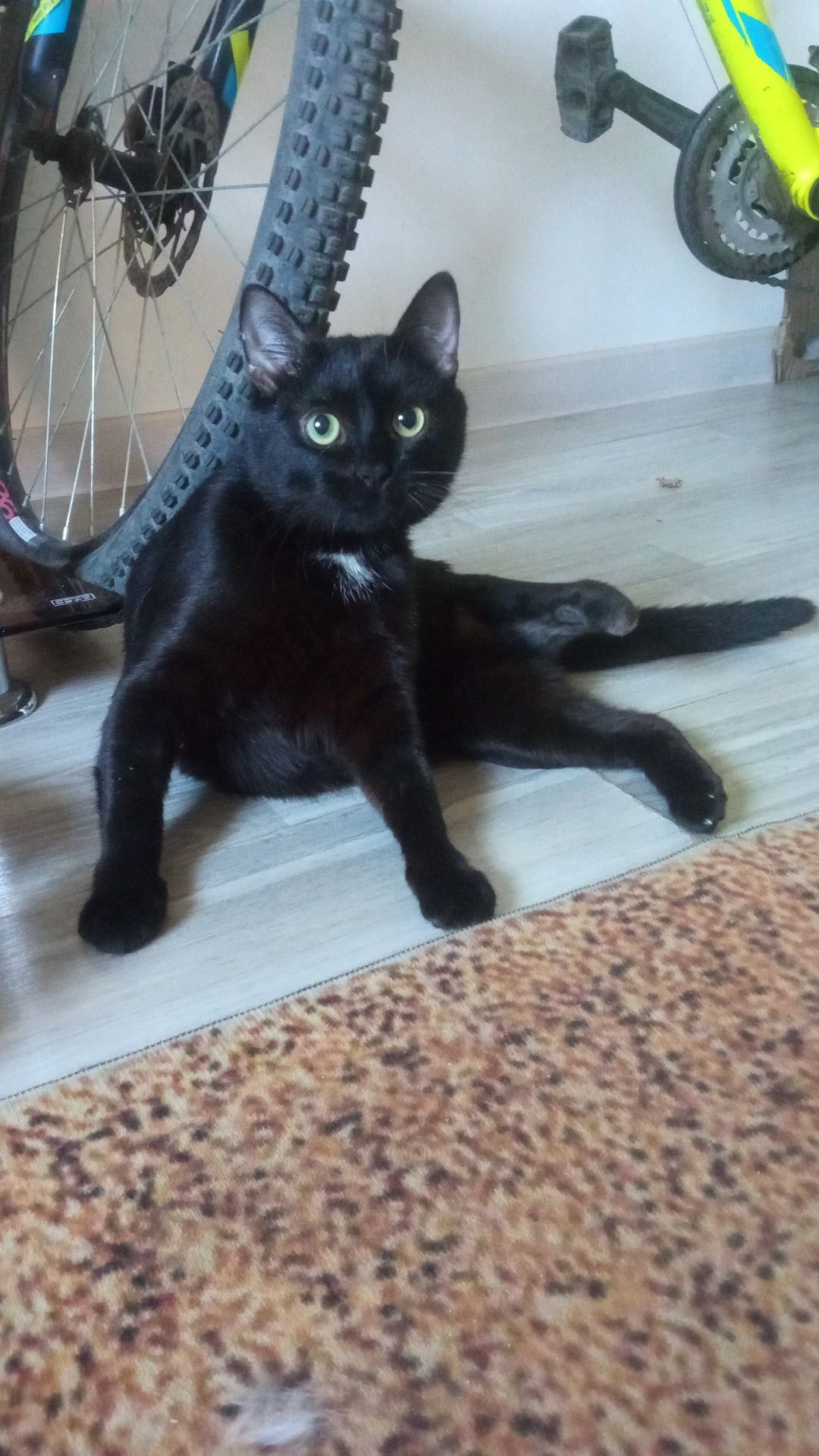 Котик потеряшка ищет своих хозяев