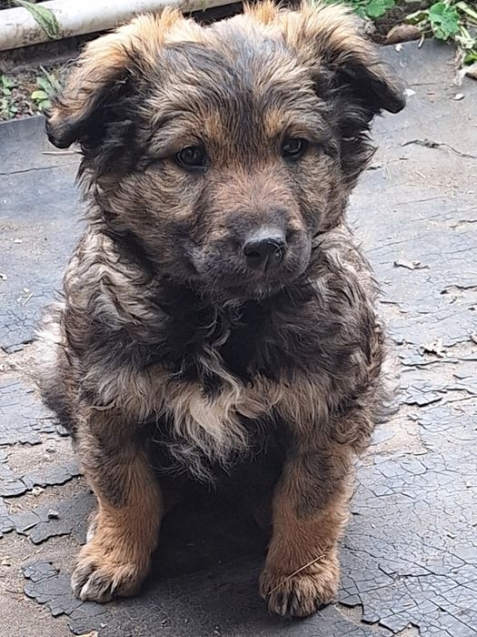 Отдам даром двух щенков