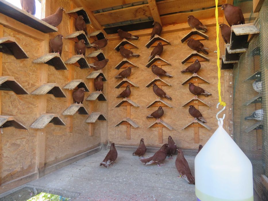 Porumbei  Zburători Roșii de Târgoviște