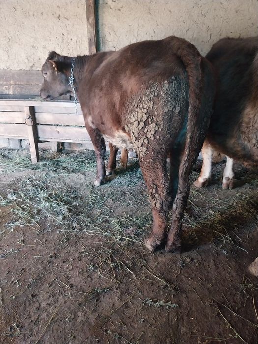 Vițică de vânzare