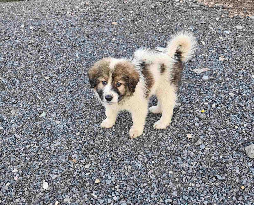 Търсим си стопани.