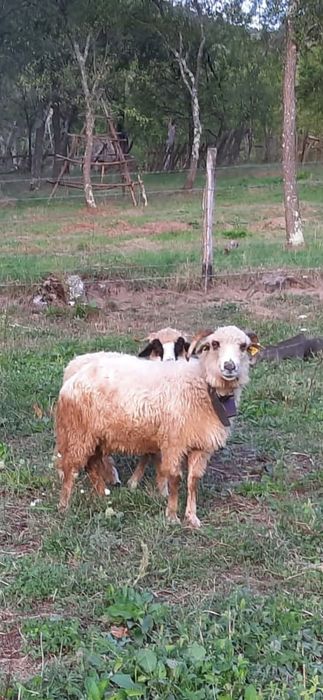 Vand berbecuț si oaie