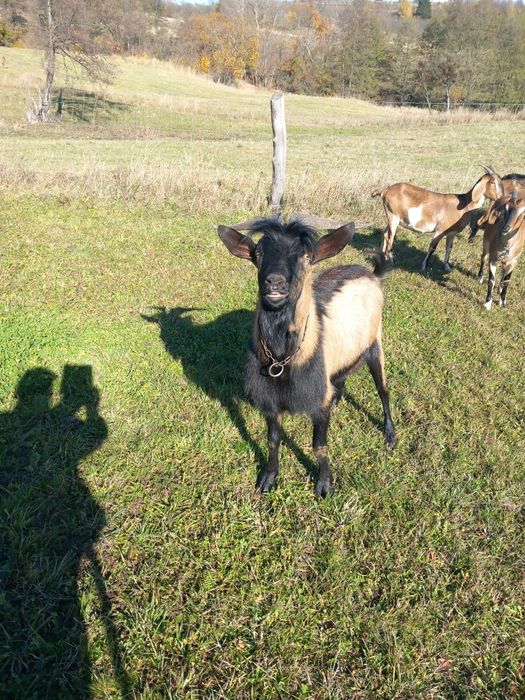 Vînd urgent  țap alpin  francez