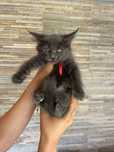 Pisicute metisi maine coon