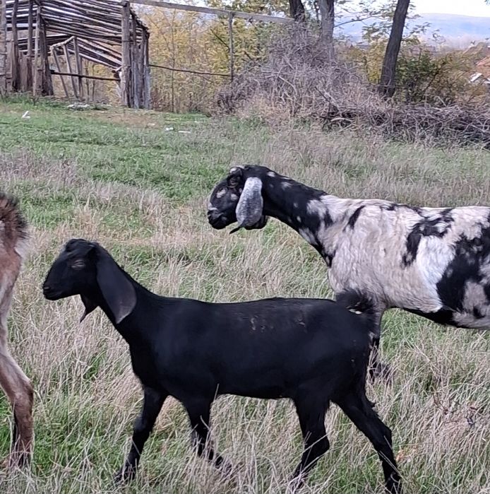 Vând capra ANGLO Nubian cu Pedigree Cehia
