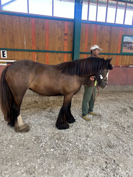 Pereche de manji gipsy vanner tinker originalu