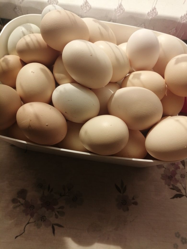 Продам домашние яйца