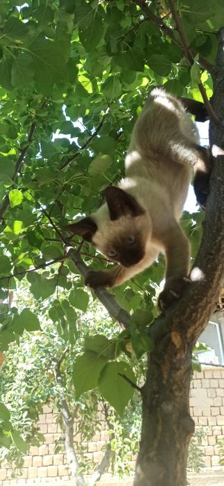 Уй мушуки 4 ойли