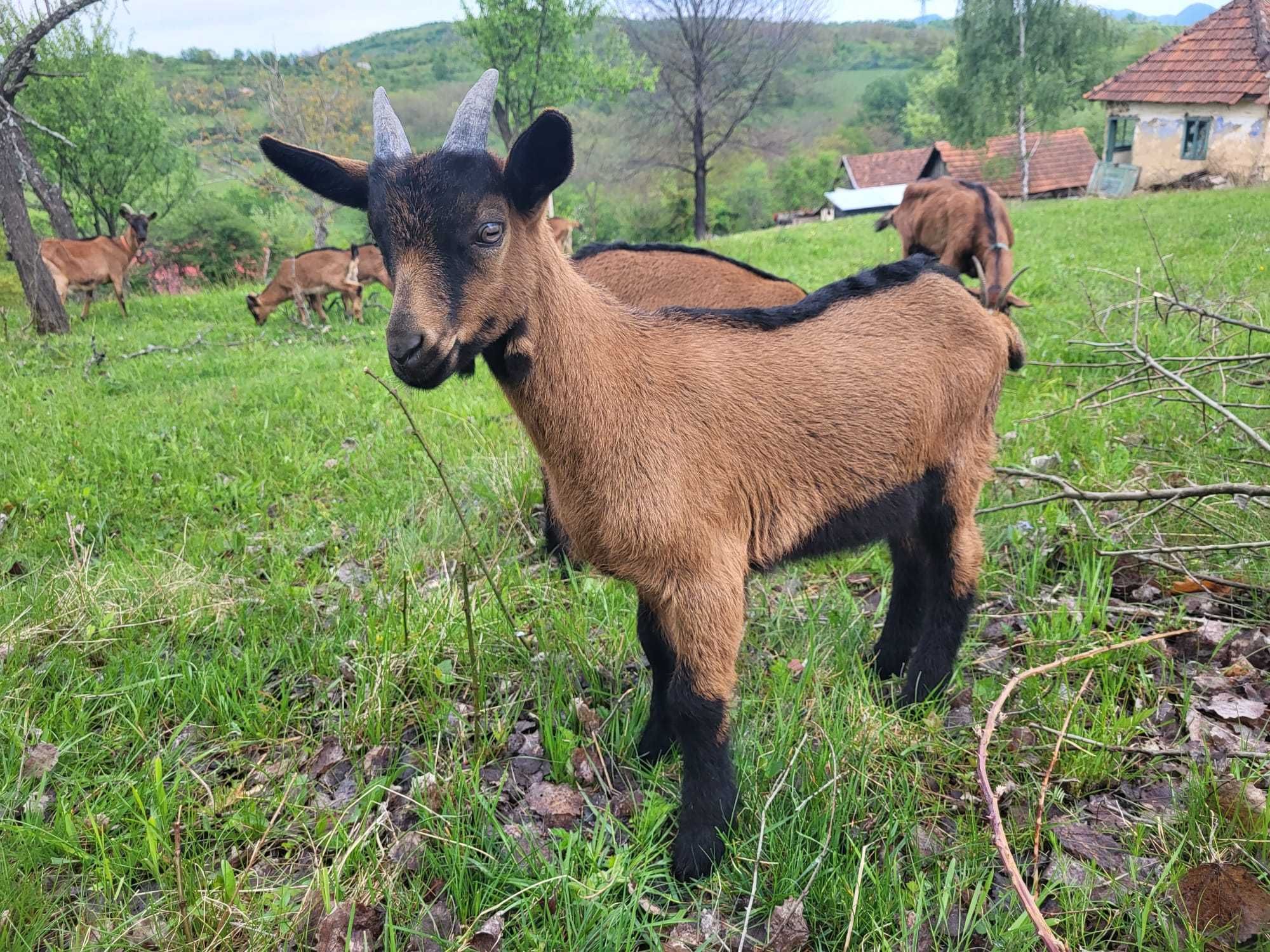 Țapi Alpin Francez