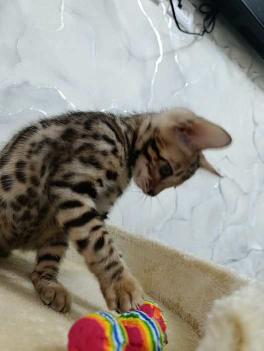 Бенгальский котенок мальчик 2 месяца