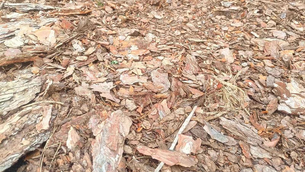 Мулч от борова дървесина и кори